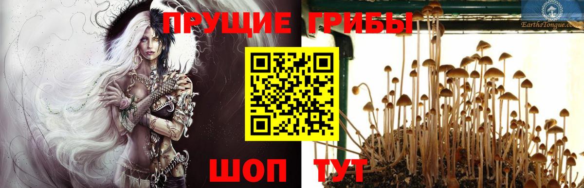 Псилоцибиновые грибы GOLDEN TEACHER  Вход с VPN  купить   Ачхой-Мартан  Галлюциногенные грибы мухоморы 